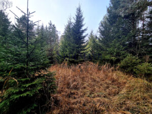 Ansicht Wald 2